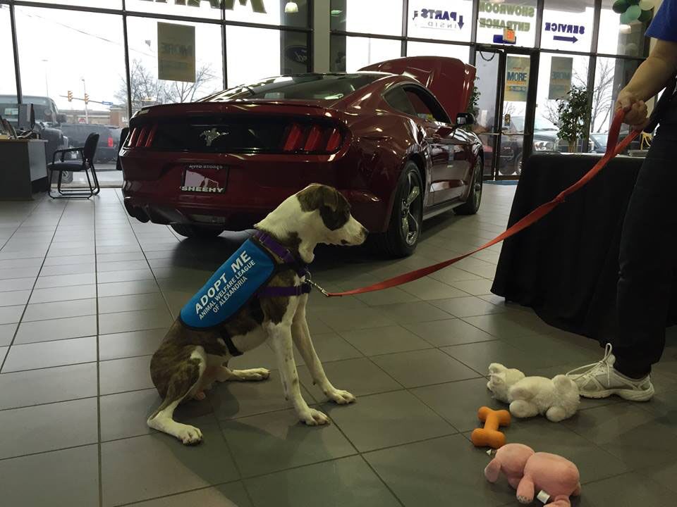 Sheehy Adpot A Pet Day